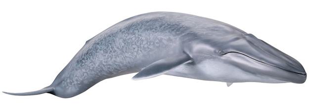 Baleia-Azul-Blue-Whale-Mega-Sofubi-Advance-03