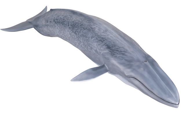 Baleia-Azul-Blue-Whale-Mega-Sofubi-Advance-04