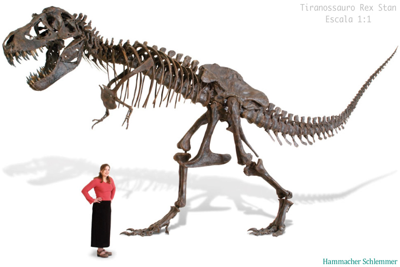 Arquivando o esqueleto do grand t-rex