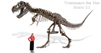 Esqueleto do Tiranossauro Stan em Tamanho Real com 4,5 Metros de Altura por 100 Mil Dólares!