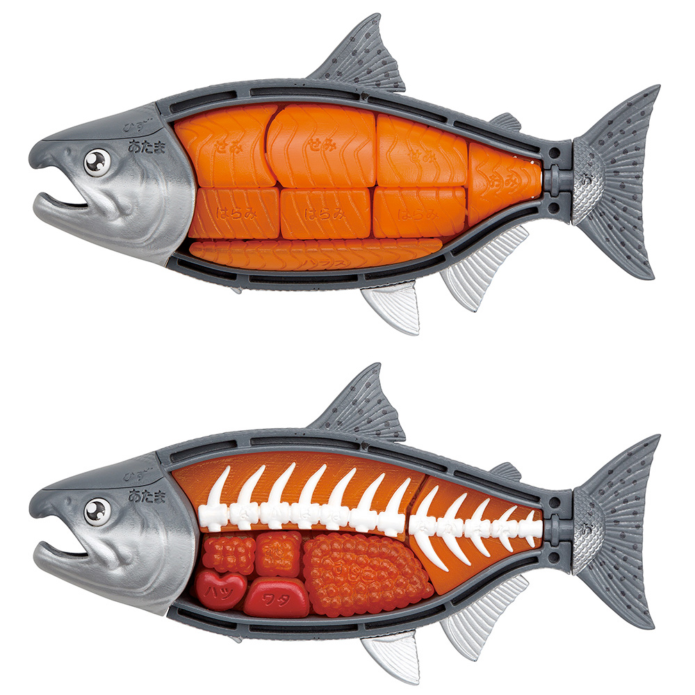 Quebra-Cabeça 3D Anatômico Rei Salmão (King Salmon)
