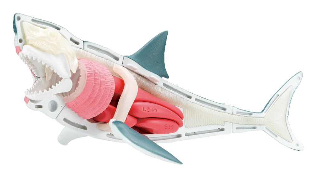 3D Puzzle Kaitai Puzzle: Great White Shark