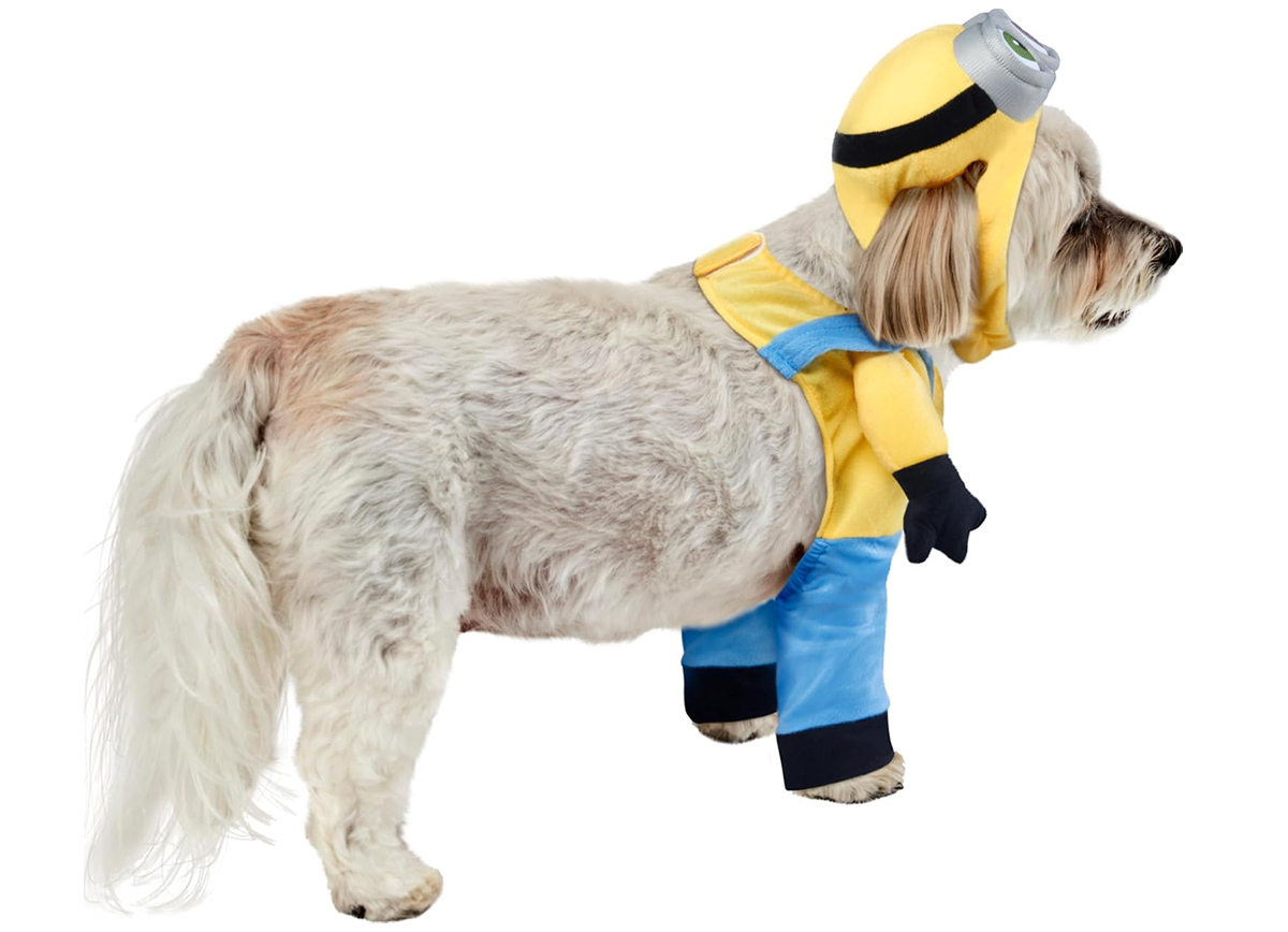 Fantasias de Carnaval Caninas: Minion Bob, Pennywise e Wandinha